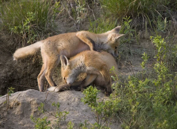 Κιτ νέους αλεπού — Φωτογραφία Αρχείου