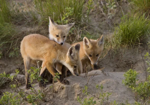 Mladí fox kit — Stock fotografie