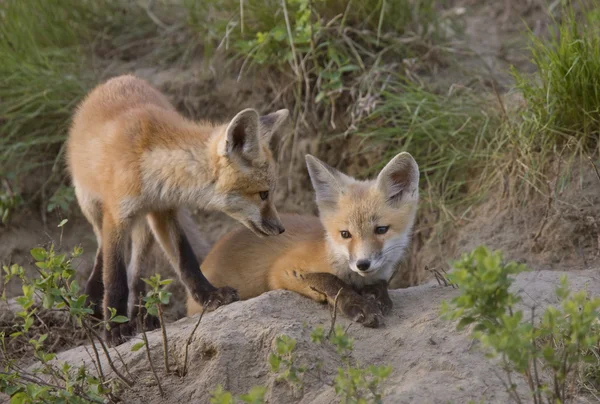 Young Fox Kit — Stock Photo, Image