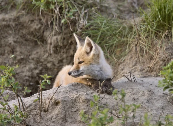 Unga fox kit — Stockfoto