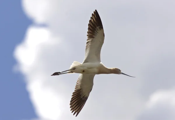 Säbelschnäbler in Saskatchewan Kanada auf der Flucht — Stockfoto