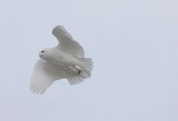 雪鸮飞行中 — 图库照片