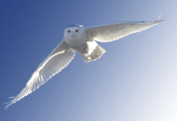 Snowy Owl in Flight — Stock Photo, Image