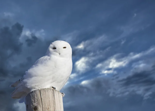 Snowy Owl Perched — Stock Photo, Image