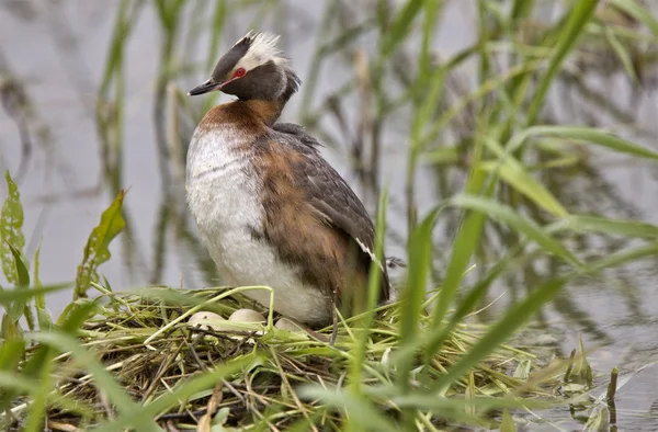 Grebe de orejas —  Fotos de Stock