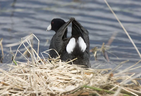 Coot or Waterhen Sitting on eggs — Stock Photo, Image
