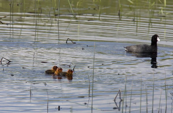 Coot or Waterhen with babies — Stock Photo, Image