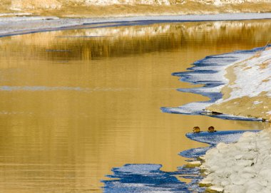 Misk sıçanı Kuzey Nehri üzerinde