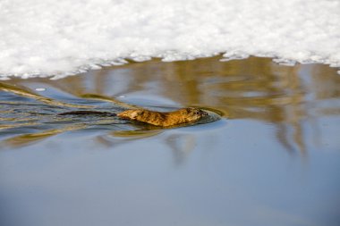 Musk Rat on Northern River clipart