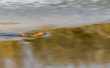 Misk sıçanı Kuzey Nehri üzerinde