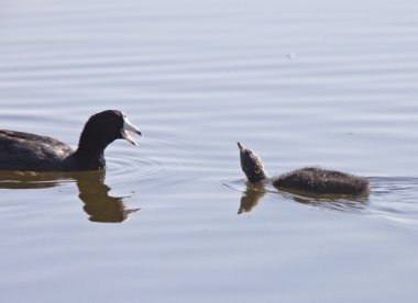 Coot waterhen bebekler