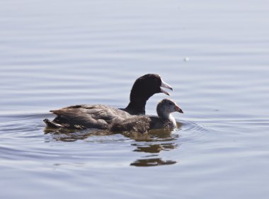 Coot waterhen bebekler