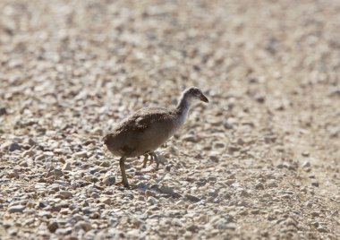 Coot waterhen bebekler