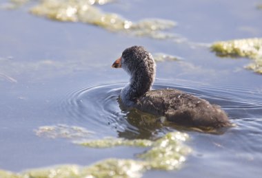 Coot waterhen bebekler