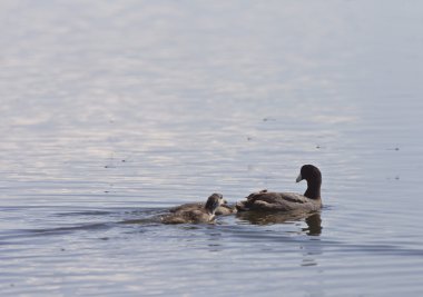 Coot waterhen bebekler