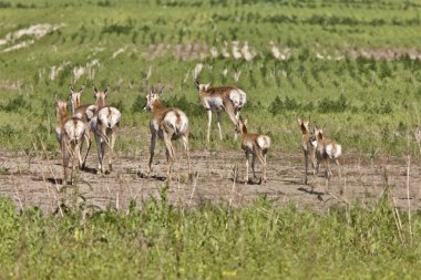 pronghorn antilop genç ile