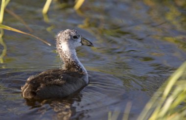 Coot waterhen bebekler