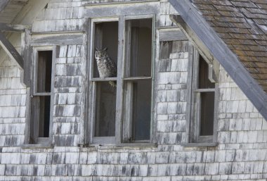 Abandoned Farm with owl clipart