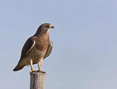 Swainson Hawk clipart