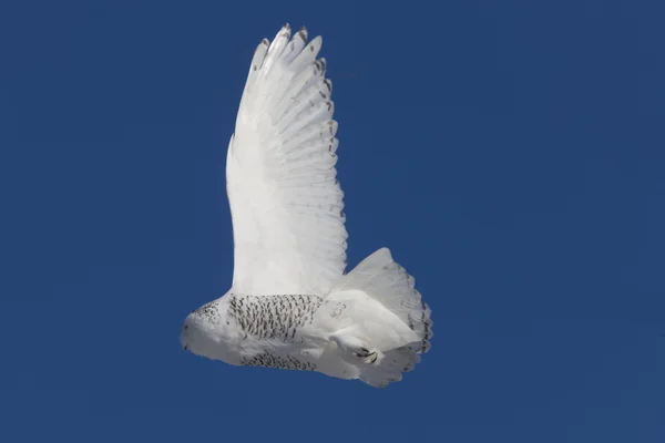 Snowy Owl in Flight — Stock Photo, Image