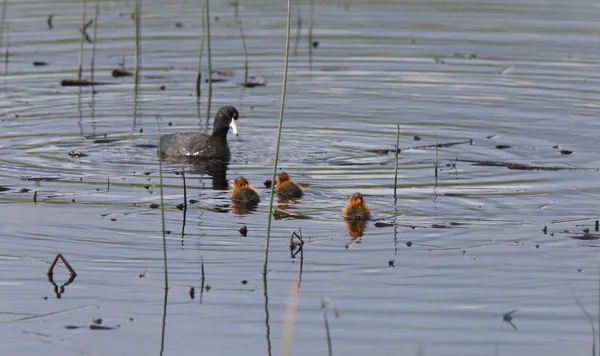 Waterhen Coot with Babies — Stock Photo, Image