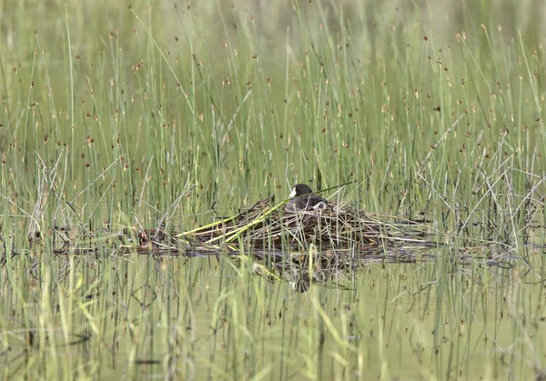 둥지와 Waterhen 쿳 — 스톡 사진