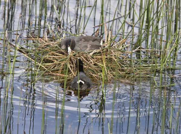 Łyska Waterhen z gniazda — Zdjęcie stockowe
