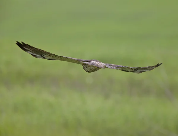 Swainson Hawk in Flight — Stock Photo, Image