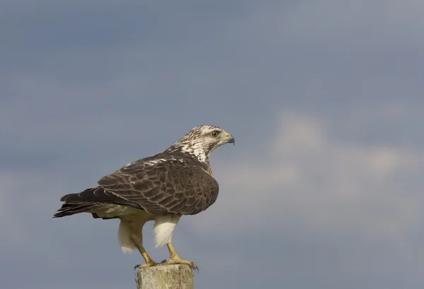 Ferruginous Hawk perched on Post — Stock Photo, Image