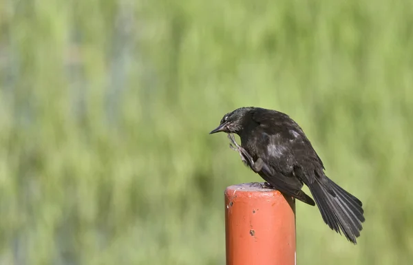 Pássaro negro no Post — Fotografia de Stock
