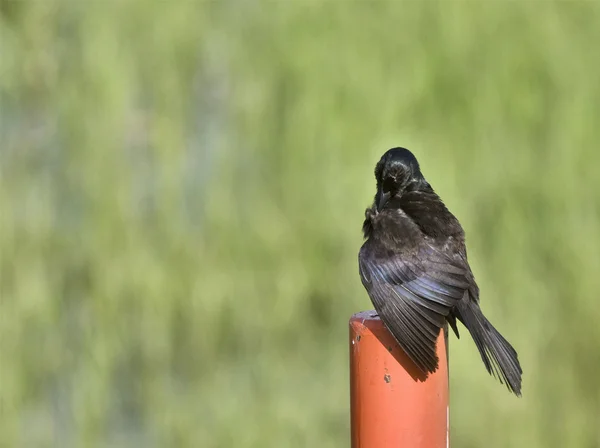 Blackbird on Post — Stock Photo, Image