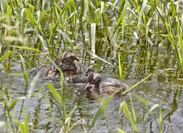 Horned Grebe and babies — Stock Photo, Image