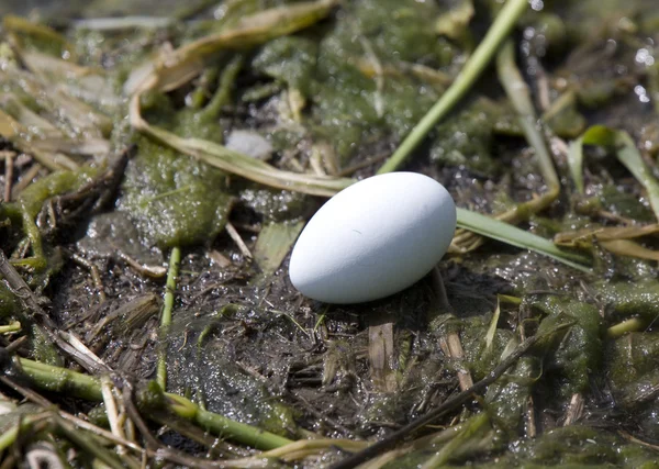 Boynuzlu batağan yumurta — Stok fotoğraf