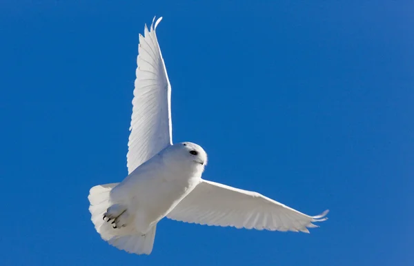 Снежная сова в полёте — стоковое фото