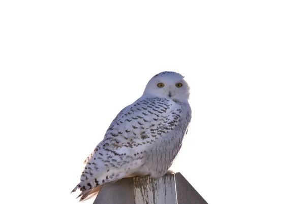 Snowy Owl Perched — Stock Photo, Image