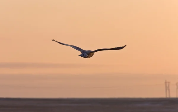 雪鸮在飞行日落 — 图库照片