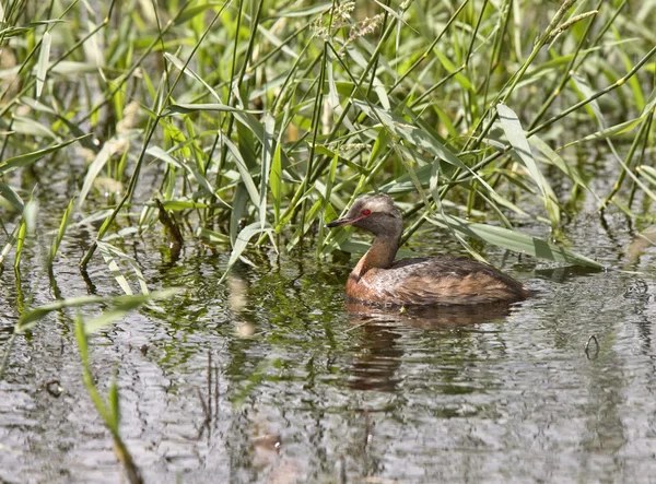 Füles vöcsök — Stock Fotó