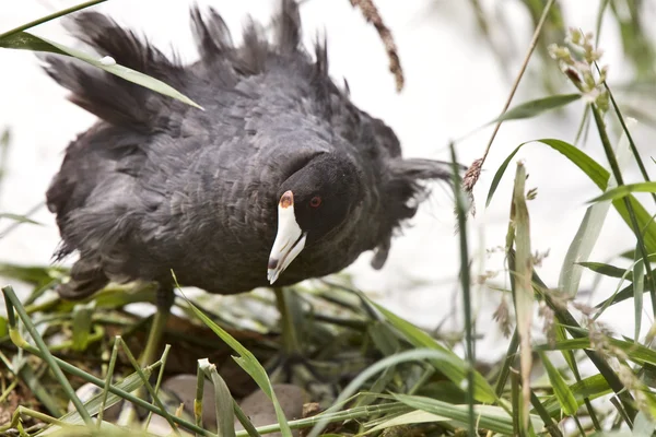 Waterhen Coot on Nest with Eggs — Stock Photo, Image