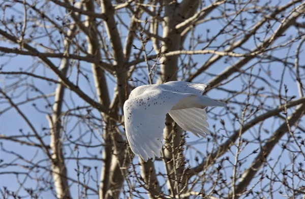 stock image Snowy Owl in Flight