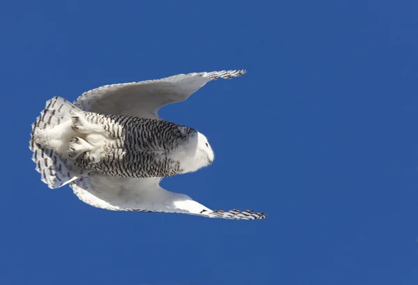 Засніжена сова в польоті — стокове фото