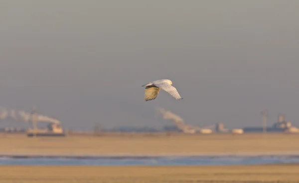 Kar baykuşu arka planda uçuş kirliliği içinde — Stok fotoğraf