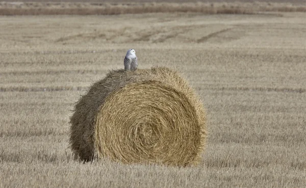 stock image Snowy Owl Perched hay bale