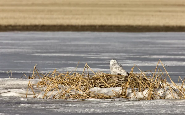 Snowy Owl Perched FrozenPond — Stock Photo, Image