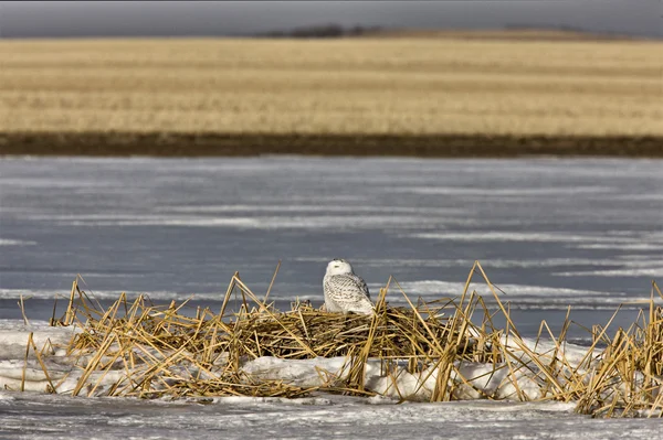 Snowy Owl Perched FrozenPond — Stock Photo, Image