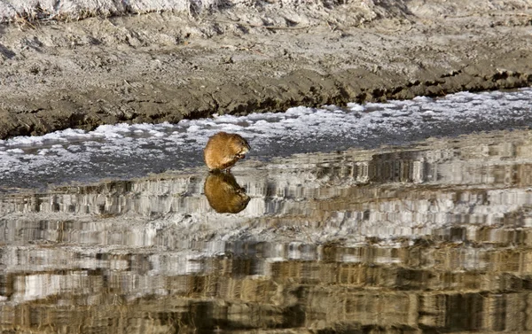Musk Rat on Northern River — Stock Photo, Image