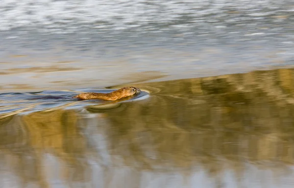Rata almizclera en el río Northern — Foto de Stock