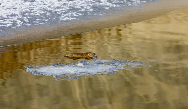 Rat musqué sur la rivière Northern — Photo