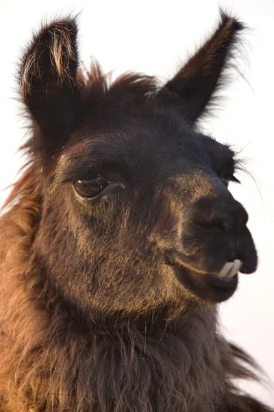 Llama Alpaca — Stock Photo, Image