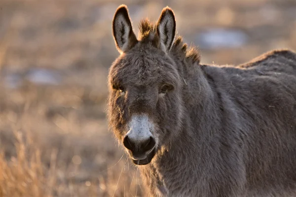 stock image Donkey at Sunset