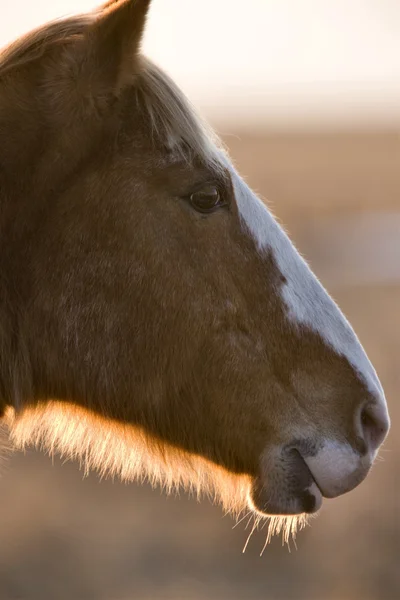 Häst vid solnedgången — Stockfoto